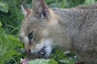 Cjp_2011_08_02_085601 (1).jpg